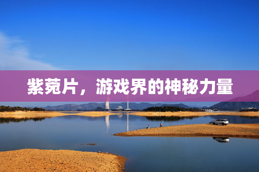 紫菀片，游戏界的神秘力量